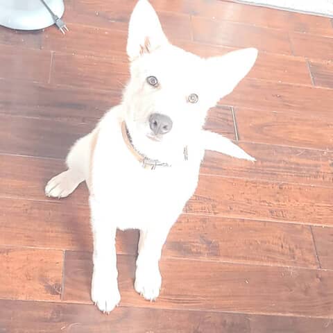 Loki