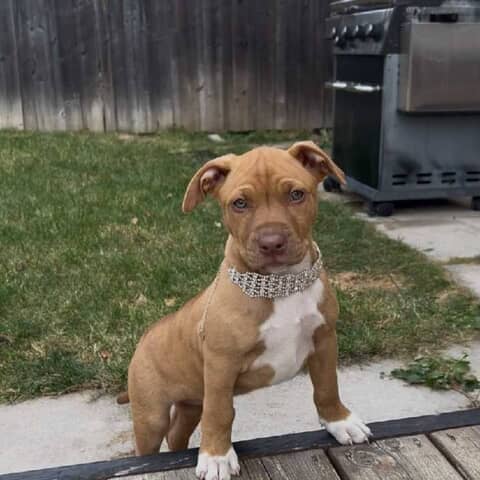 Remi