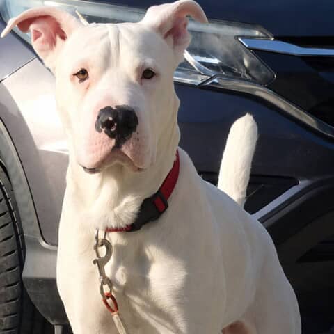 Milo