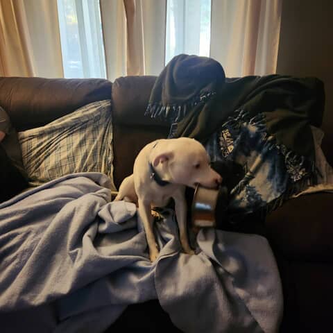 Milo