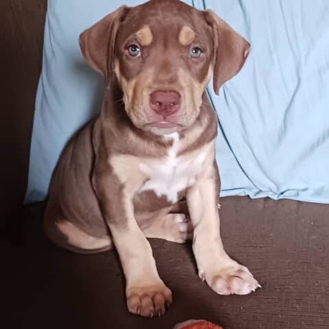 Sadie