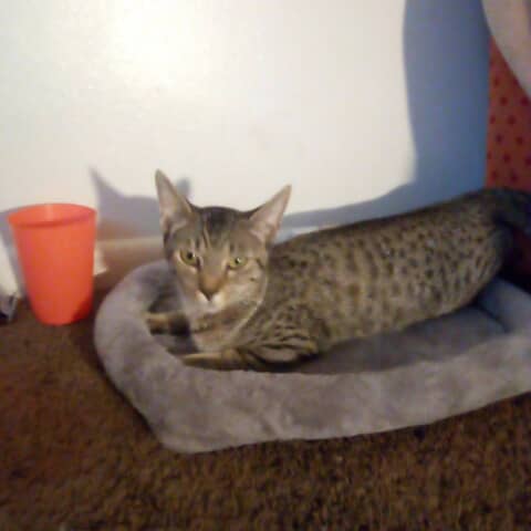 Kitty Smitty