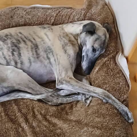 Apollo