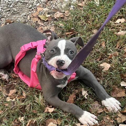 Nova