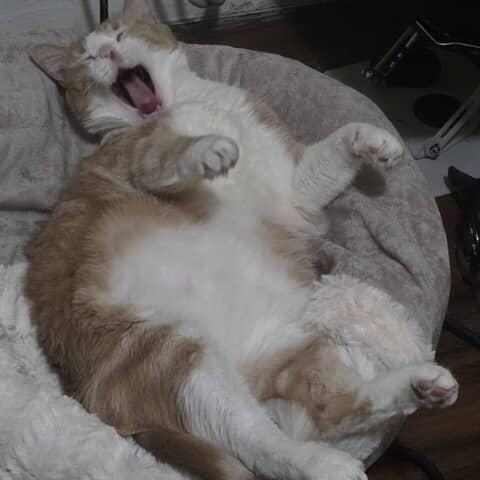 Sy