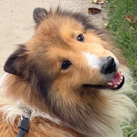Scout