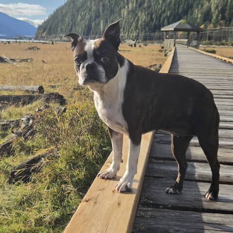 Daphne
