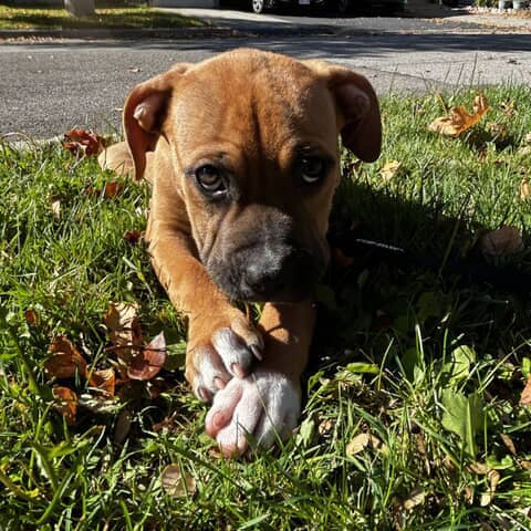 Roxy