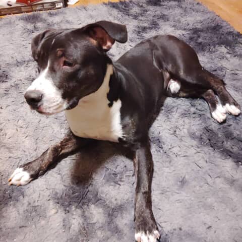 Prince Oreo