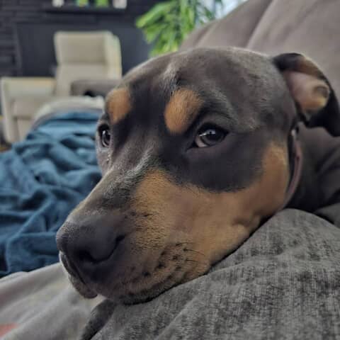 Bella