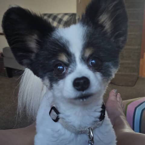 Annie