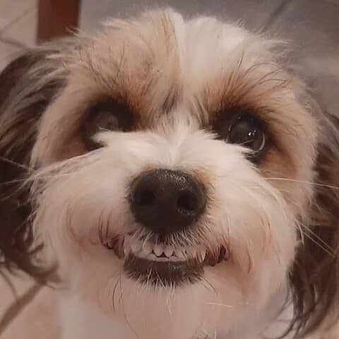 Kadence