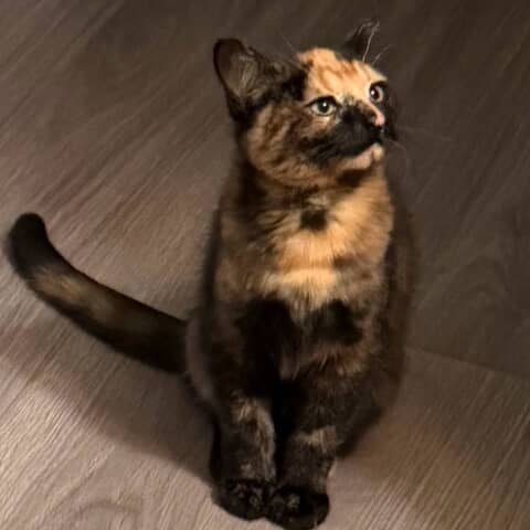 DAISY