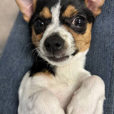 Manolo