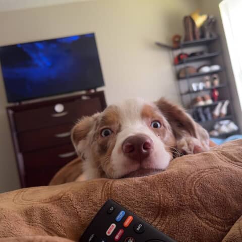 Gumpy