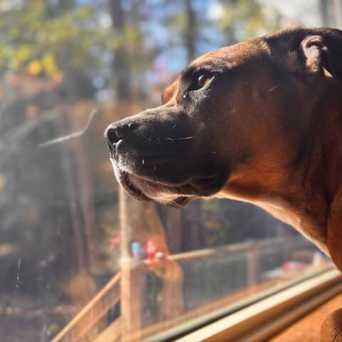 Frankie