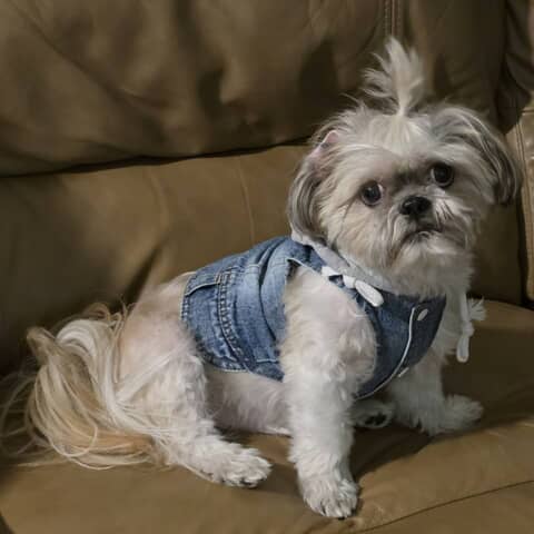 ELVIS