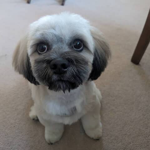 Otis