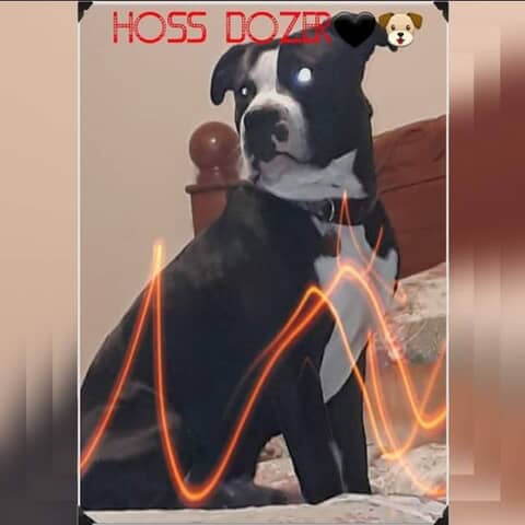 Hoss Dozer