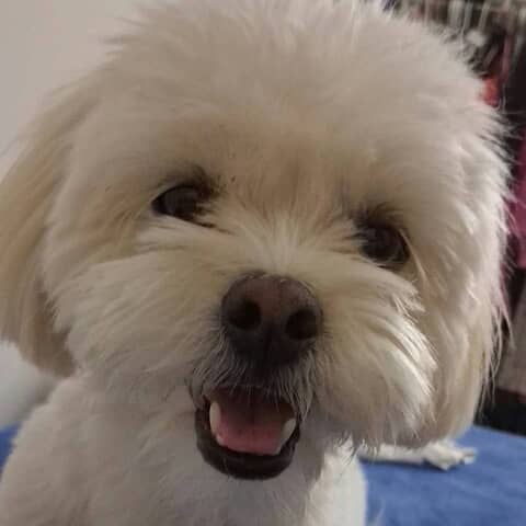 Daisy