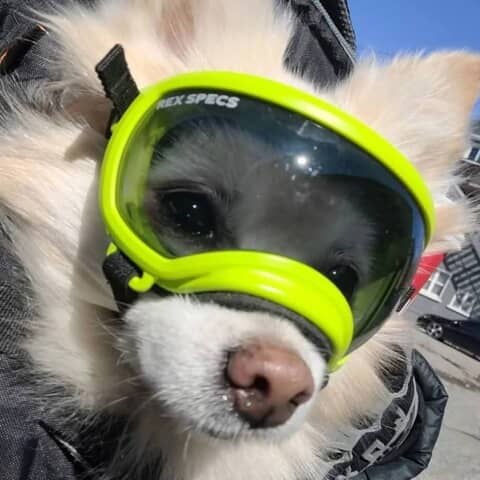 Roxy