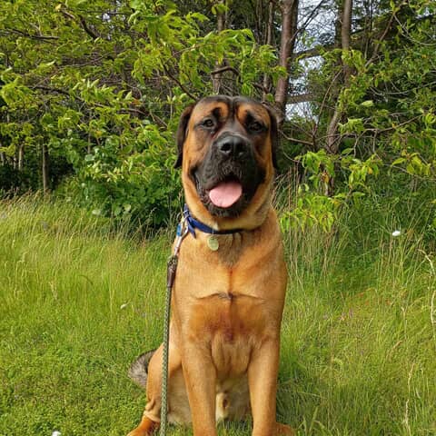 Hank