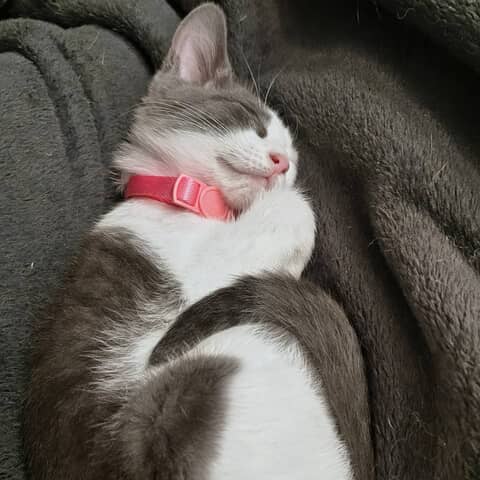Shadow baby