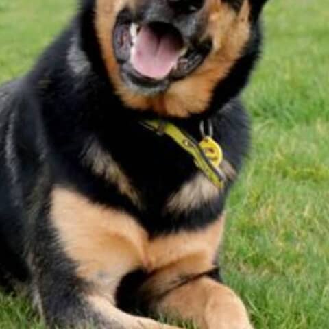 Harper