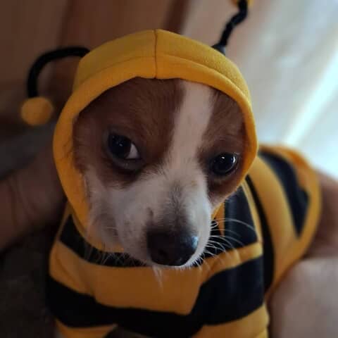 Gizmo