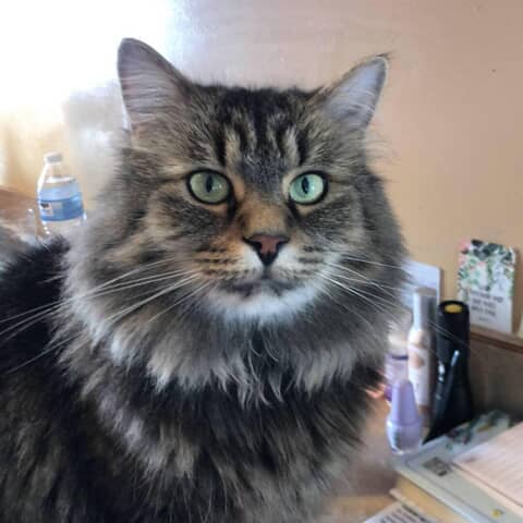 Pepper