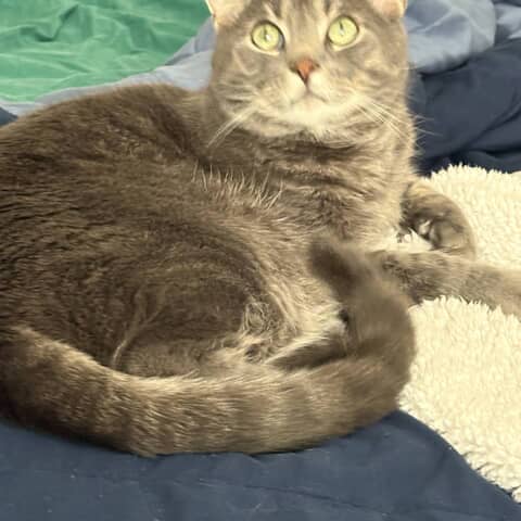 Elroy