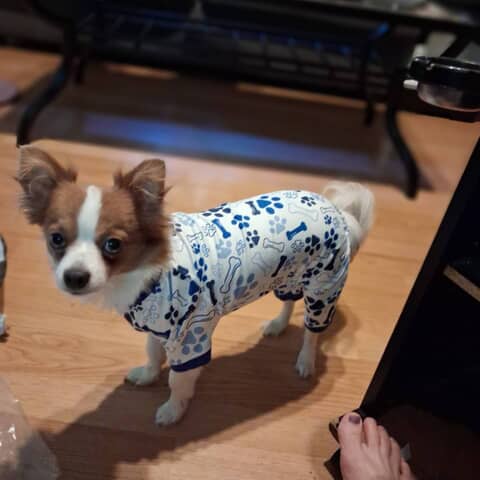 Gizmo