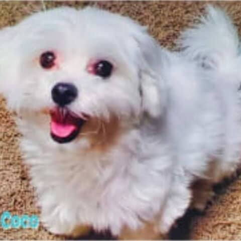 Coco
