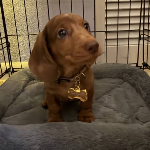 enzo