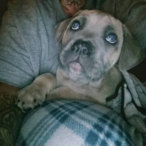 Kujo