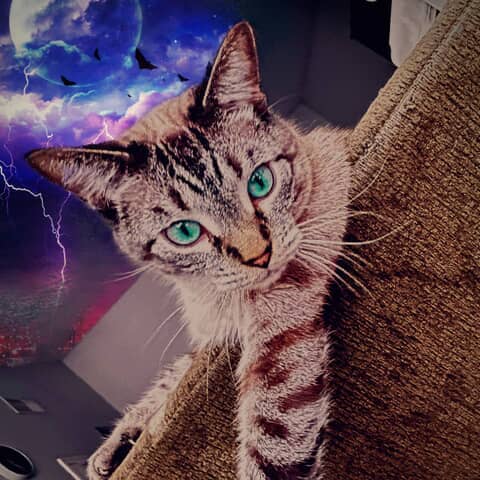 Dexter