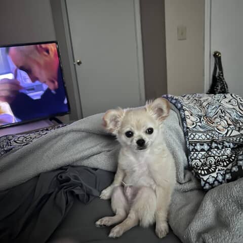 Gizmo
