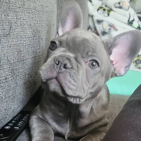 Enzo