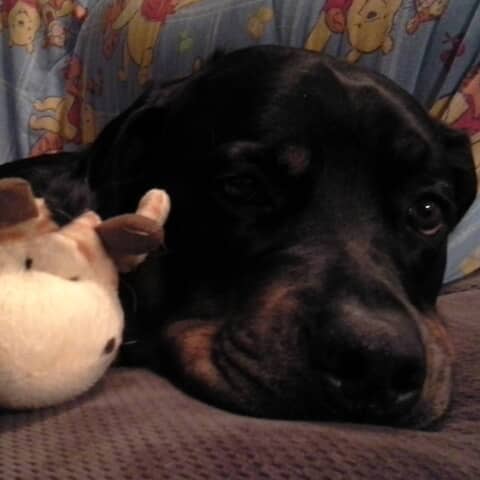 Dozer
