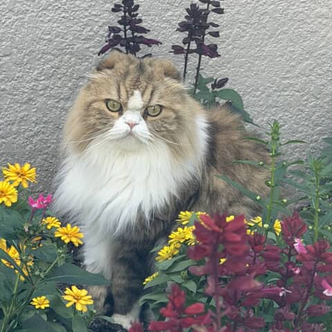 Oliver