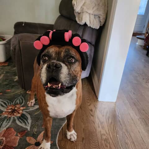 LILY