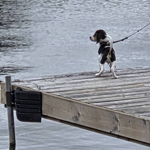 Tonka