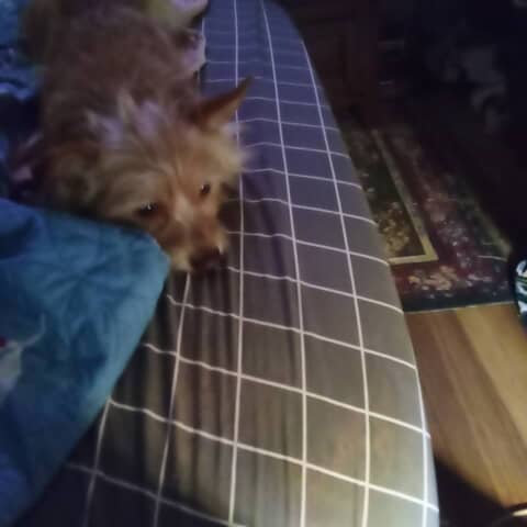 Diseal