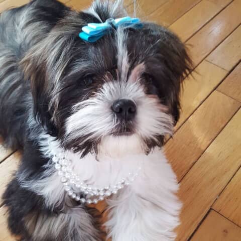 Poppy