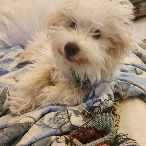 Bo Bear