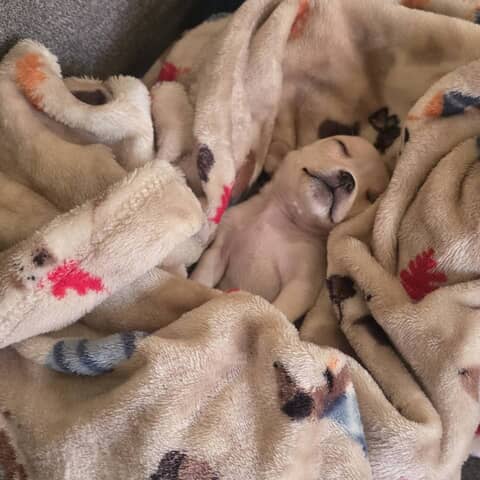 Casper