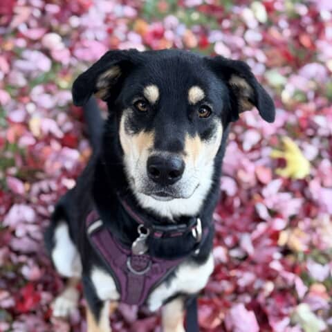 Ruby
