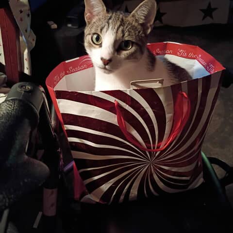 Paislee