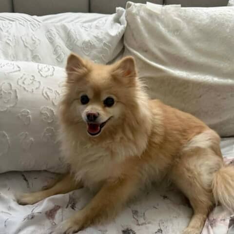 Sopie