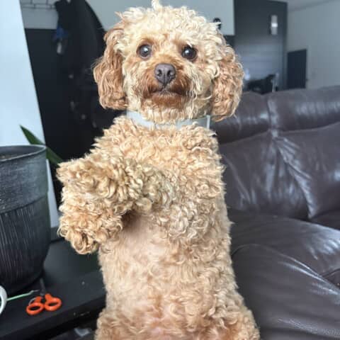 Benny